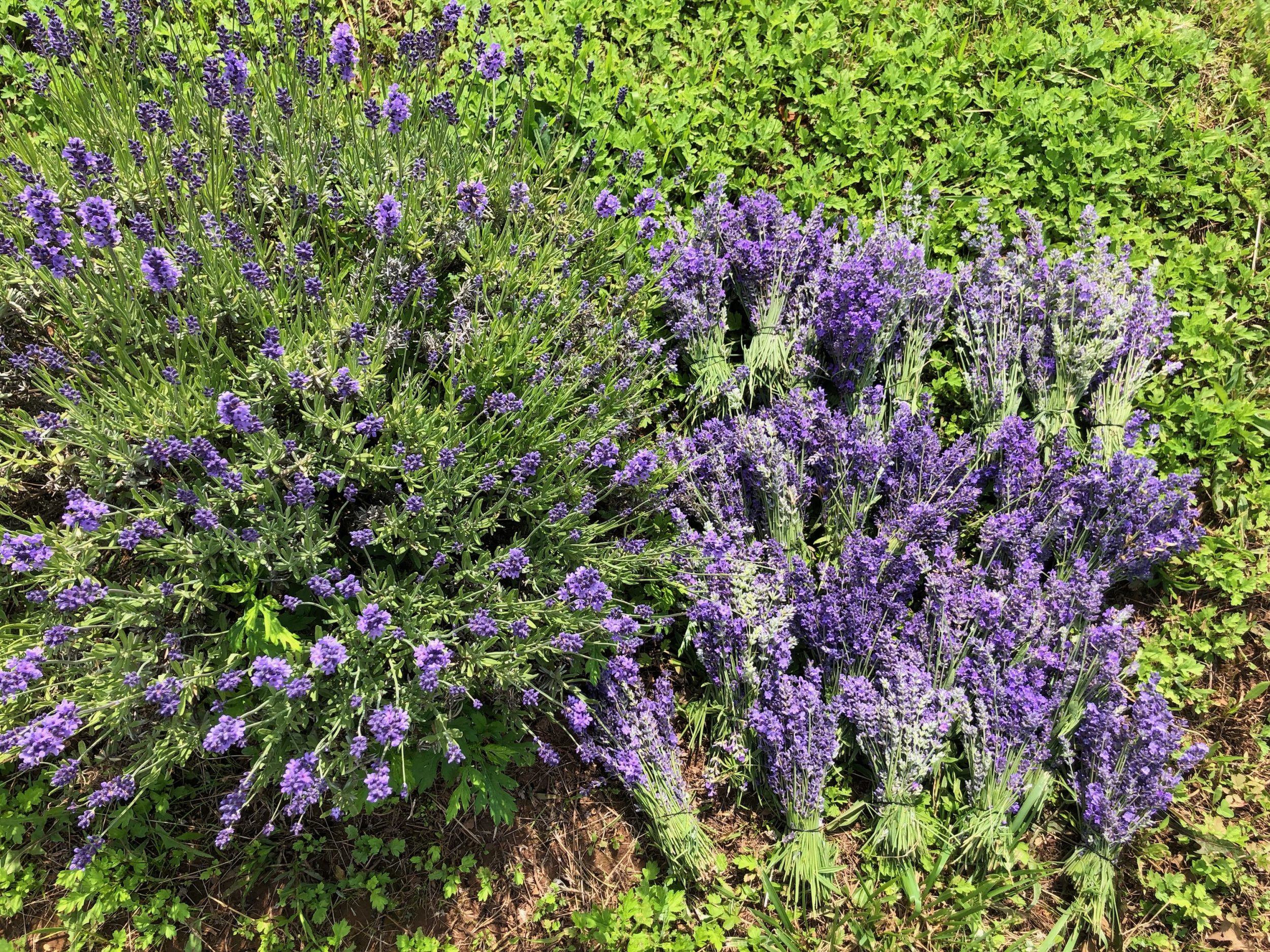 horsescents homegrown lavender